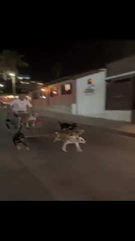 ilerleyin köpekcikler #köpek #köpekvideoları #yavruköpek #hayvansevgisi #hayvansever 