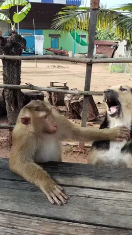 Mr. Monkey 🐒 and Dog 🐶 Sitting Together – Mr. Monkey Teasing Dog Funny 😂 #MrMonkey #monkey  #DogLovers #CuteMonkey #AnimalComedy 