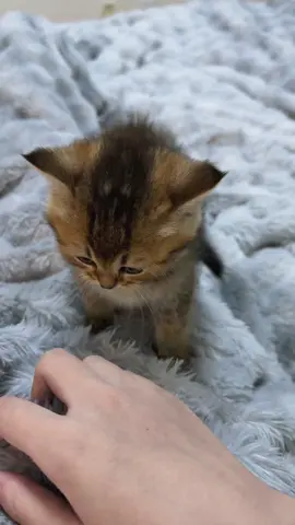 Got angry at himself for playing. 😾#kitten #cute #cat 