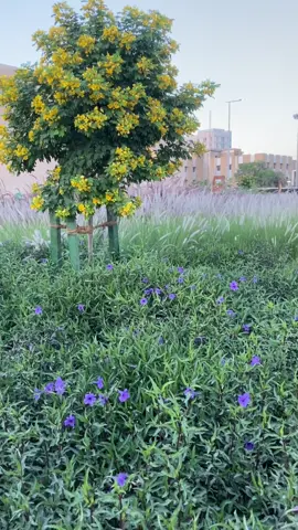 #راحة_البال_وهدوء_النفس🥀🖤 #قران_كريم #السيد_سعيد ❤️