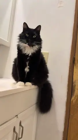 Mwahaha 😈 #catsoftiktok #cats #patrickstar 