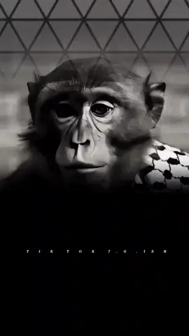 #تصميم_فيديوهات🎶🎤🎬 #tylerthecreator 