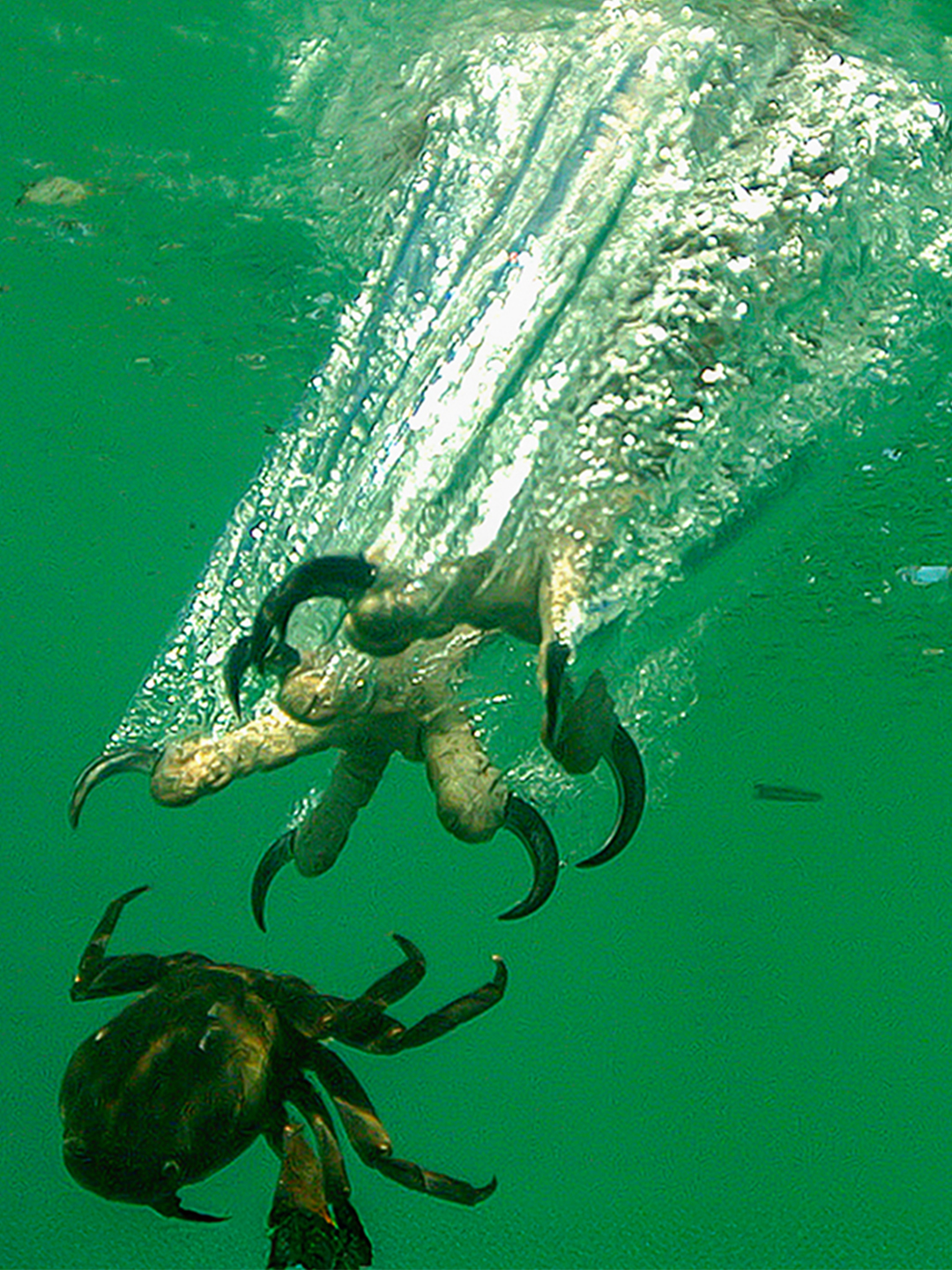 The wild doesn’t give up its secrets easily, but if you know where to look and when to watch, you’ll see what few ever do. Unravel the Secrets of the Wild. Only on Earth Touch TV (available in select regions). Sunday nights from 6pm. #secrets #secretsofthewild