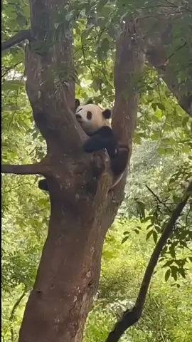 Những chú gấu thư giãn #panda #gautruc #gautruccute #pandaworld #pandasoftiktok 