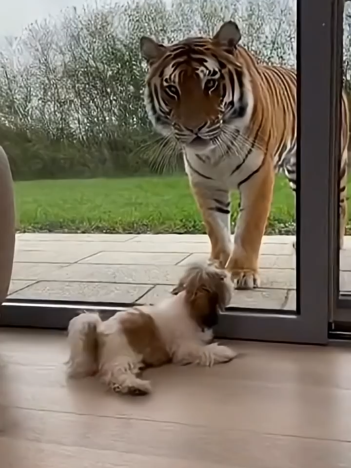 When the Door Actually Opens... 😱🐯 ¦ 문이 열리자마자 죽은 척하는 시츄🤣 #funny #comedy #pets #pet (1280p_30fps_H264-128kbit_AAC)