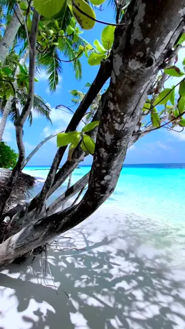 TAG someone you’d bring here! 🏝️ What are your top travel plans for this year? . . #maldives #maldivesislands #maldiveslovers #maldivesinsider #maldivesbeach #beach #beaches #holiday #travel #vacation #luxurytravel #terplanet #nature #palmtrees