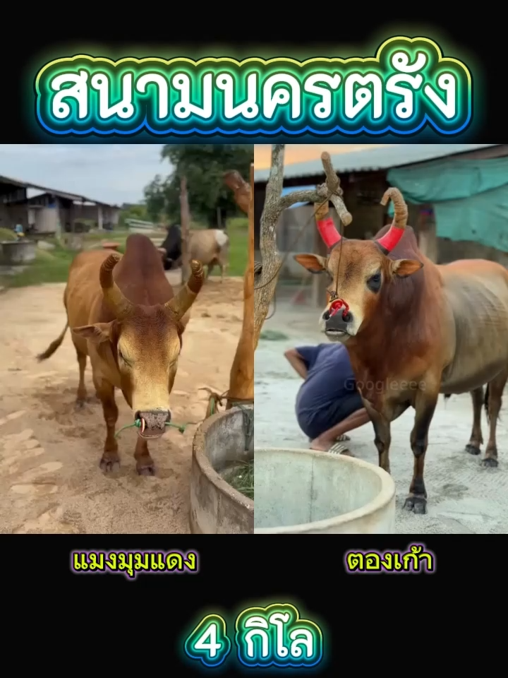 #ลังสาดนพเก้า #ตองเก้า #ขาวงงามอนุมาน #แมงมุมแดง #หลวงบ่าวเด็กคอกวัว #เด็กคอกวัว #วัวชน