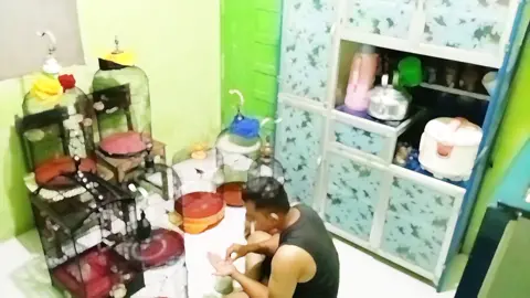 semoga lancar terus rezekinya. #kicaumania #burungkicau #hobi #deargod 