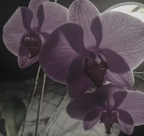 fav movie #moodboardaesthetic #orchids #secretary #2002 #fypシ 