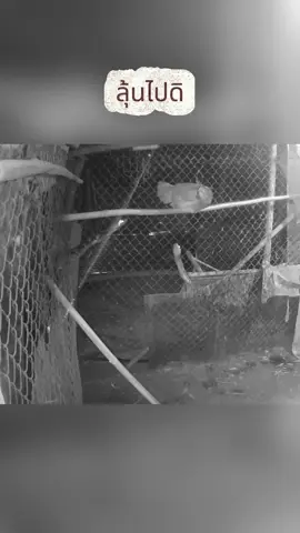 ยกพวกมาเลย  #งู