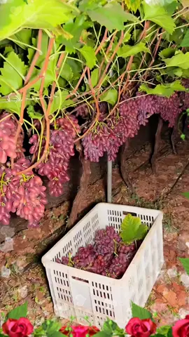 OMG😱🔥🌏#foryou #fruits #happy 