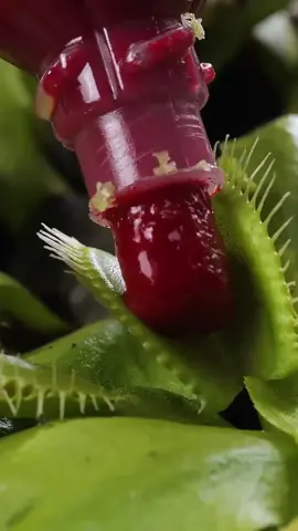 Tips y trucos para hacer crecer tu jardín como un profesional.! 🌿✨ #trucos #DIY #gardening #plants #plantcare 