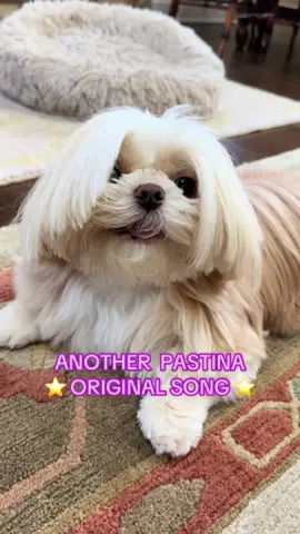 Pastina is in her jazz era 🎷🎶🎤 #fyp #shihtzu #dogsoftiktok #dog #pastinathestar 