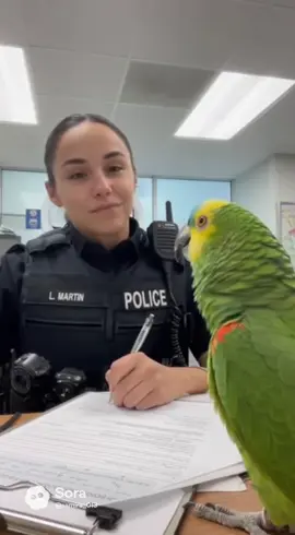 « Tentative de charme aggravé » 💘 #Police #perroquet 