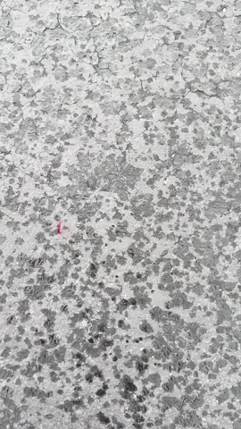 Thrillers  A Flicker in the Dark: is a psychological thriller about psychologist Chloe Davis, whose life is upended when new teen disappearances mirror the murders her father committed years ago. As a local girl goes missing and then another, Chloe is forced to confront the trauma of her past and question whether a new killer is on the loose, or if she is just seeing patterns due to her own psychological struggles. She works to uncover the truth while grappling with her precarious mental state and a life she thought she'd moved past.  You'd Look Better as a Ghost: is about a serial killer who, after her father's death, accidentally makes a mistake that puts her on the radar of someone who knows her secret. The book is a dark and humorous look at a dangerous woman trying to maintain her solitary life while being blackmailed and dealing with a support group she's forced to attend.  Imposter syndrome:  is about a con artist is drawn into London's criminal underworld while impersonating a missing man, revealing dangerous secrets and powerful enemies. The Seven and a Half Deaths of Evelyn Hardcastle: is a mystery where the protagonist, Aiden Bishop, must solve the murder of Evelyn Hardcastle by reliving the same day over and over in the bodies of eight different guests at a manor. The New Couple in 5B: is a thriller about a struggling couple, Rosie and Chad, who inherit a luxury apartment in a historic, high-rise building called the Windermere in New York City. As they move in, Rosie becomes suspicious of the building's dark history, including a series of past murders and suicides, and grows concerned about her husband's secretive behavior and the building's strange, ever-present doorman. The summary culminates in a neighbor's death, which forces Rosie to uncover the building's secrets before she becomes its next victim.   How to Solve Your Own Murder: is a mystery novel by Kristen Perrin about a young woman, Annie Adams, who must solve the murder of her great-aunt, Frances, after the reclusive woman is found dead decades after a fortune teller predicted her murder. Told through both Annie's modern-day investigation and Frances's 1960s journal, the story follows Annie as she navigates a complex web of secrets in the English town of Castle Knoll, where almost everyone had a motive for murder. Annie must uncover the truth to inherit her great-aunt's estate, or a land developer will acquire the town.  Mockingbird Court is a mystery novel by Juneau Black, where animal characters live in a town. The book follows investigator Vera Vixen as she probes a murder at the city penthouse of famous author Bradley Marvel. The investigation becomes personal when Vera discovers her own notebook at the crime scene, making her a prime suspect, and the mystery forces her to confront her past.  #BookTok #thrillers #mystery