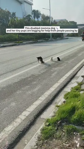 This disabled momma dog and her tiny pups are begging for help from people passing by.😭😭😭#fyp #puppy #dog #animals #momlove 