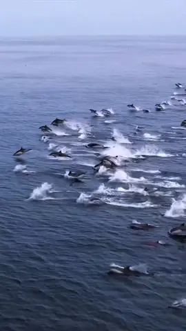 Fish a big group 😯😯😱#aniaml #fyp #animallover #amazing #like 