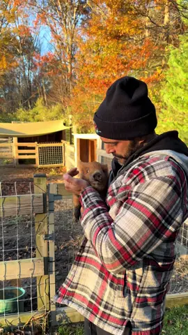 New pig who dis 🐷 #pigsoftiktok #pigs #farmlife 