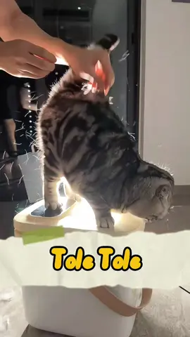 Tole Tole  #cat #catsoftiktok #cats #fyp #kucing     ❣️: 奥斯卡和糖糖姐