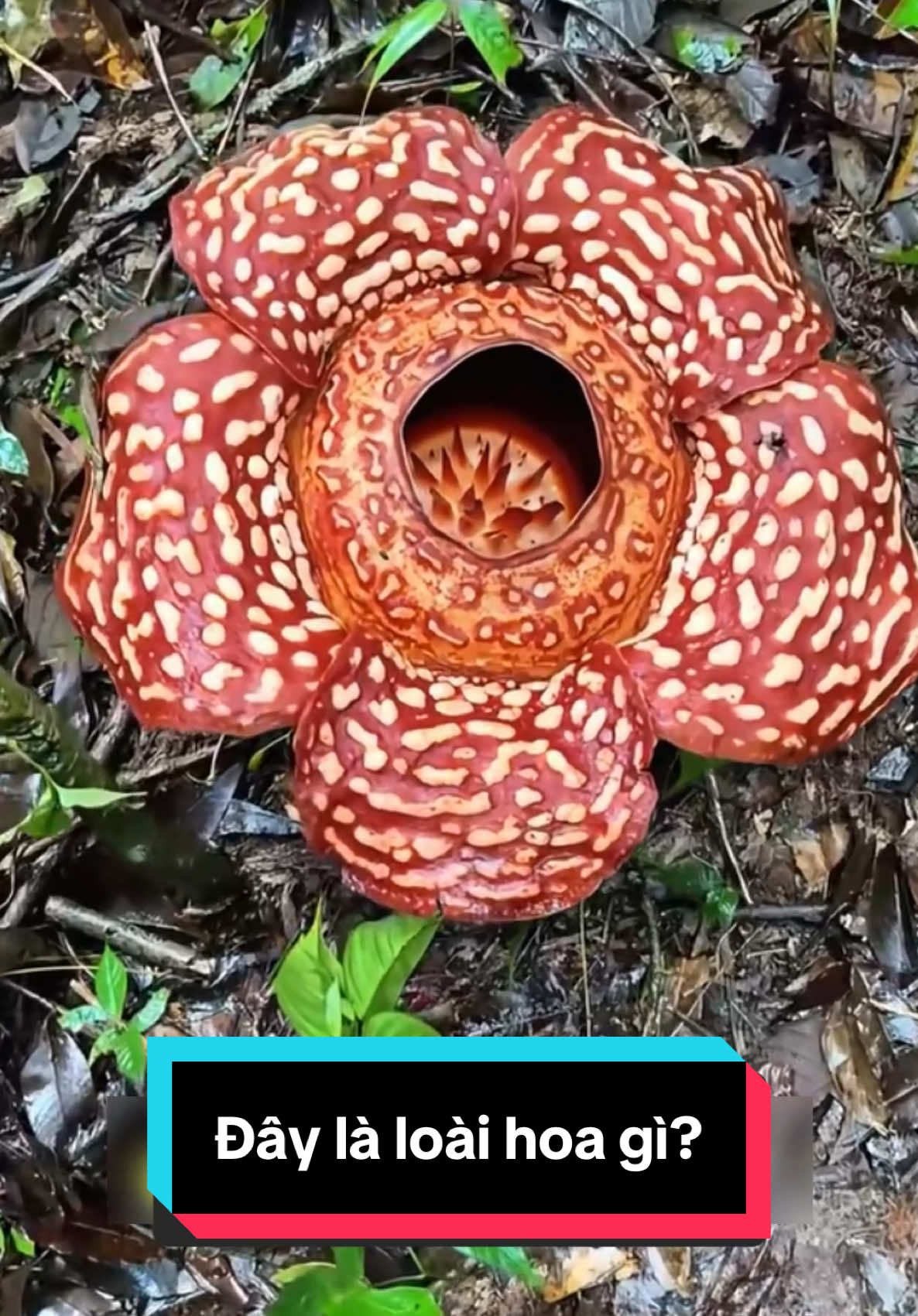 Những loài hoa đôc lạ Bình Dương mời anh em khám phá #flowers 