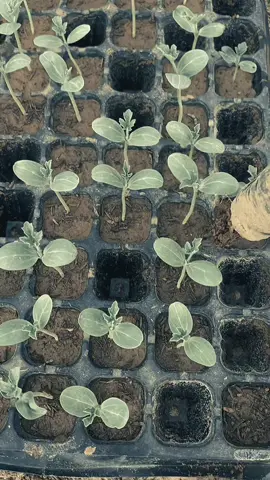 Proses yg tidak mudah tpi akhirnya alhamdulillah 💪💪💪🙏🏻🍉#petanimuda #semangkanonbiji #semangat #aceh 