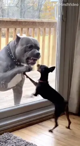 #catrinachallengetiktokshop 