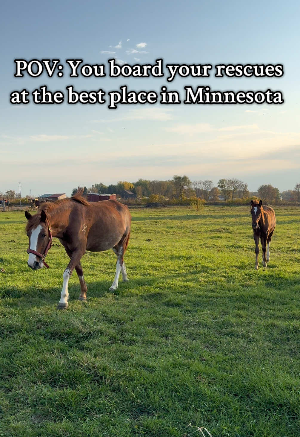 70 acres of pasture, temp controlled arena 365 days a year, no barn Karen’s, loving and quiet community, horse care/happiness comes first… can’t say enough about Horseplay. It’s not easy to rehab old, sick, neglected horses but I’ve witnessed one miracle after another here. Lucky me and lucky horses to live such a freeing, peaceful, enriched life.  Contact Mary for more info: Horseplay.mary@yahoo.com  #horses #horsecare #horsetok #horsesontiktok #horselover 