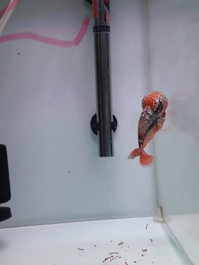 có sưởi để cứu cá nha #cálahán #sưởihồcá #sưởi #kinhnghiemnuoica #xuhuong 