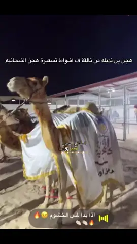 #الملتاع_للهجن_54xe #هجن_الشحانيه #هجن_الرياسة #هجن_الحويطات #اكسبلورexplore 