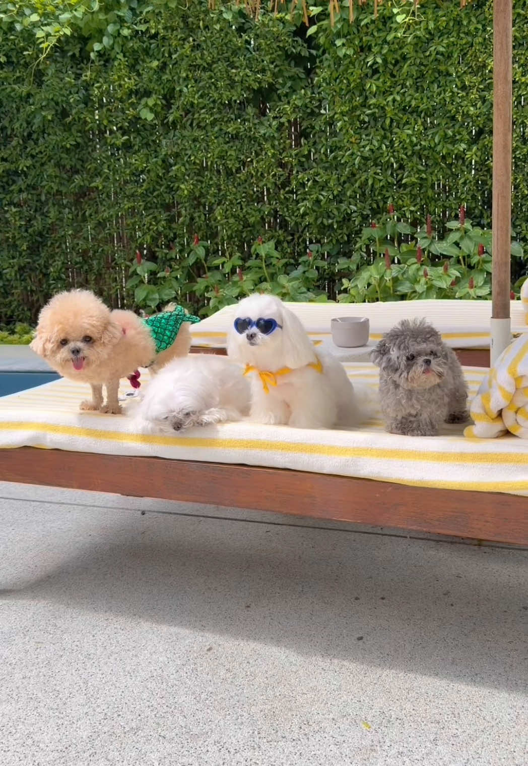 พาลูกๆไปเที่ยวทะเล 🥰 #dogsoftiktok #สัตว์เลี้ยงtiktok #หมาน่ารัก #poodle #หมาจิ๋ว 