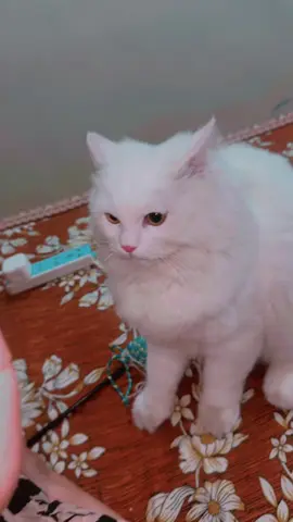 Pichey phar gaya merry 😩😠#foryou #mashallah #followers😍 #viwesproblem😌🙏💔 