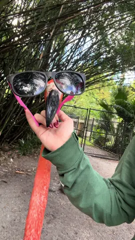 James throwing shade this Monday🦩 #james #flamingo #shade #bird #birdsoftiktok 