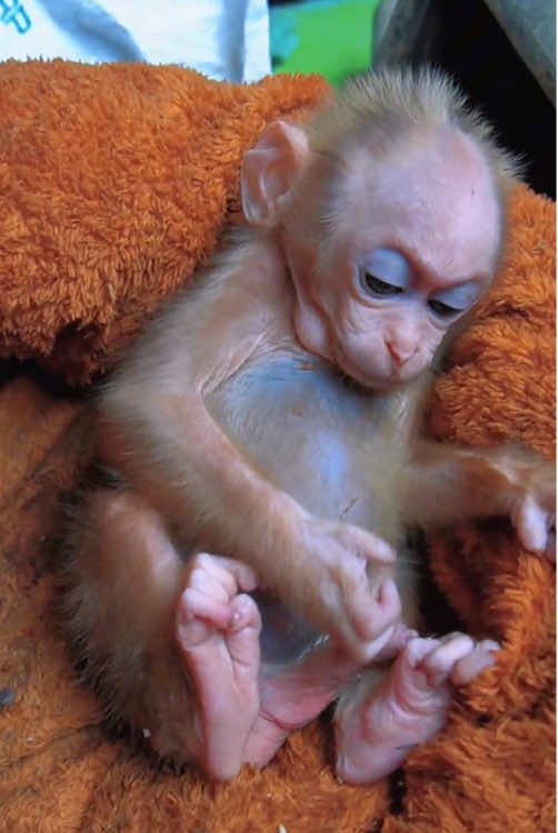 #monkey #monkeydluffy #monkeys #monkeybaby #babyanimals 