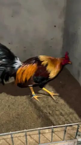 bantu 10k followers bosku🙏 #tornadohatch#ayampilipina🇵🇭  #hobyanakmuda#berandaa