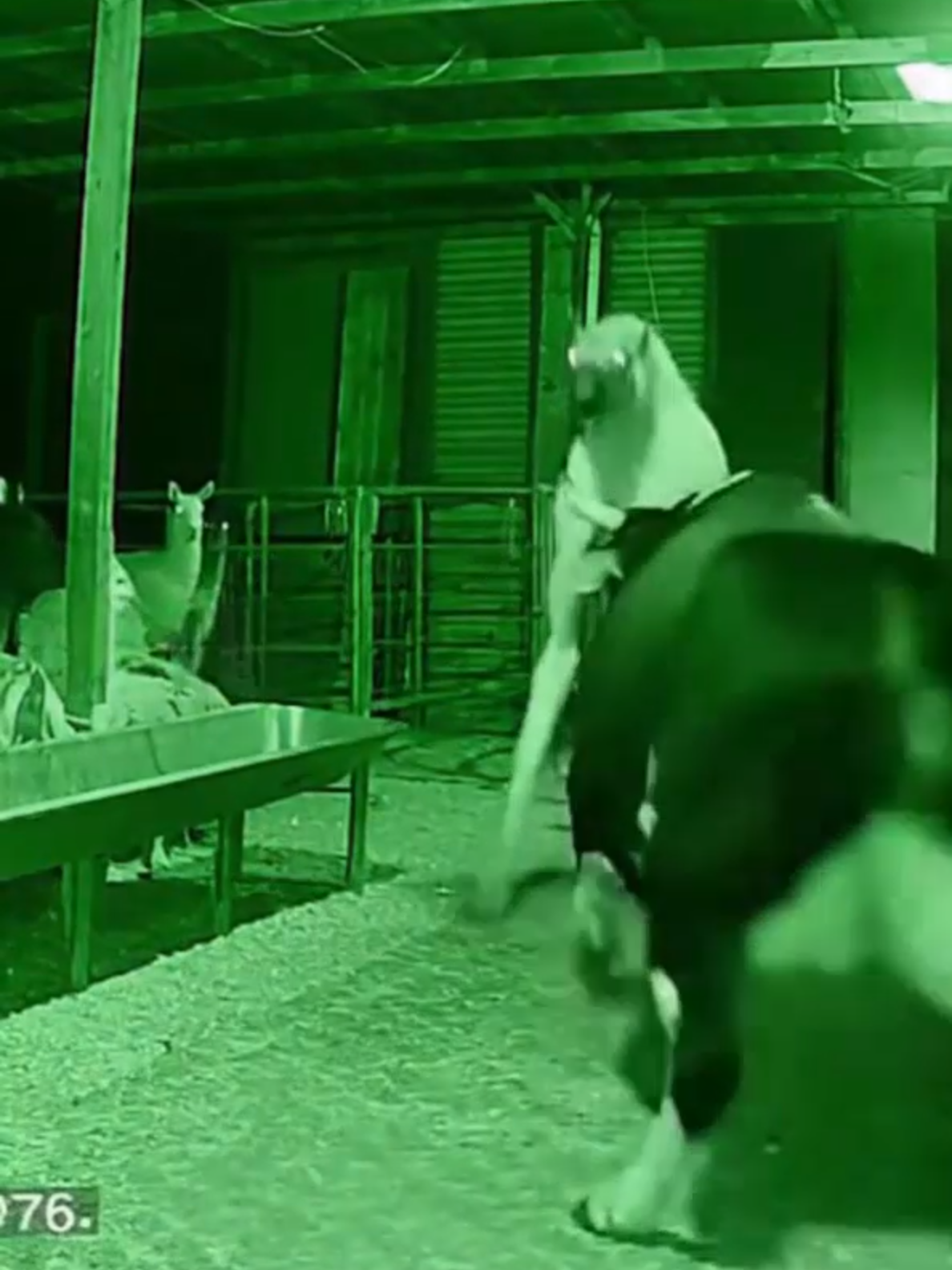 🐐👁️No es humano… ni bestia😳⚠️ #camaradeseguridad #misterio #nocturno #archivosreales #criaturas #terrorIA #animales #grabacionreal #seguridad