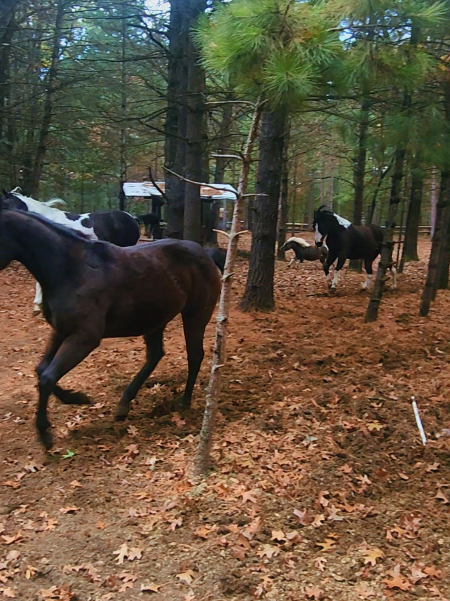 this life isn't for everyone... but it's my home... my happy place❤️ these animals are my story #godsplan #godsgift #thankful #greatful #blessed @lstruble_11 @Parker 