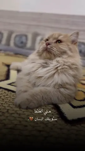 منيِ الغلط سـُويتك أنسان 👏🏻. #حمزة_المحمداوي #تصويري_احترافي_الاجواء👌🏻🕊😴 #عباراتكم_الفخمه📿📌 #تصويري📸 #الانبار_موصل_بغداد_اربيل_كل_المحافظات 