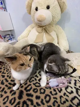 тгк: Хлоя и Фрейя | приобрести сигну можно там - закреп пост 🐈