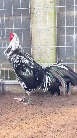 Màu yêu thích #trongqui168 #chănnuôi #độngvậtcầnđượcbảotồn @trongqui1686 