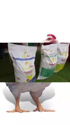 kukuchic starter grower and finisher plus the Broiler Concentrate 