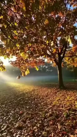 N'hésitez pas à m'écrire en privé sans inquiétude pour une consultation privée , Tirage sentimental , Rituel de retour d'amour, perte de poids... Pour vos questions ou préoccupations écrivez moi via WhatsApp : ( +229 58023392#rituelpuissant #seduction #attirance #sort #abondance 