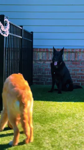 pups 🖤💛  #dogcommunity #germanshepherd #blackgermanshepherd #goldenretrieverpuppy #goldenretriever 