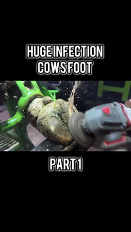Huge infection in cows foot. : The Hoof GP PART 1 #crazy #wild #insane #unbelievable #unexpected      