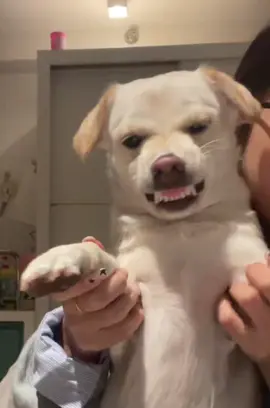 Khiêu vũ cùng chó 🐶🐕  #cute #funny #chó #khiêuvũ 