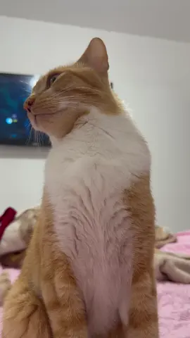 🤣🤣🤣🤣🤣 sai do pé chulé  #gatoamarelo🐈 #gatosengraçados #gatosnotiktok 