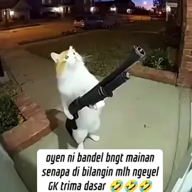 ada ada aja kelakuan kucing ni buat panik tuan nya aja