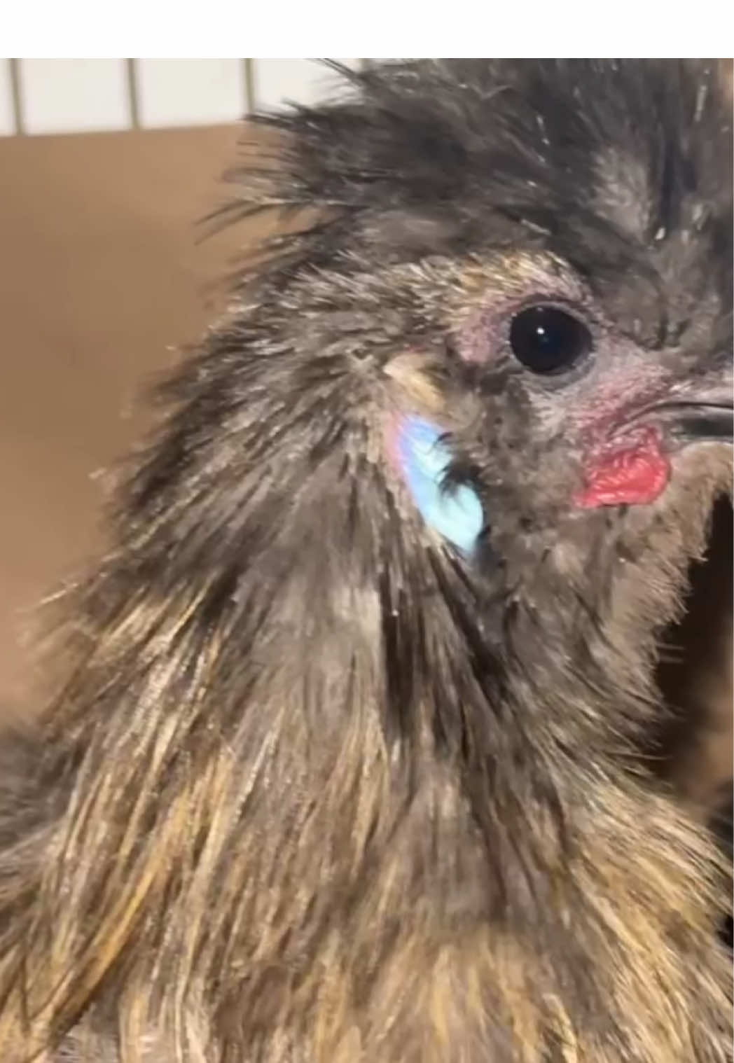 Buenos días princesas ☀️ #fyp #gallinasexoticas #mundoanimal #rancho #gallos