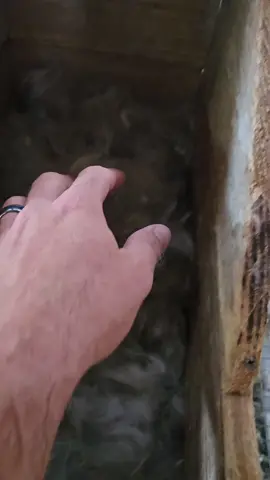 Came home to find that Dolly had a little. #fyp  #trending #babybunny #prettylittlebaby #bunnies 