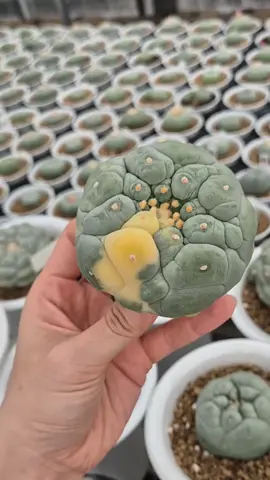 Message us directly if interested. Limited availability. Shipping all through USA#peyotecactus #peyote #cactus #nac #typ 