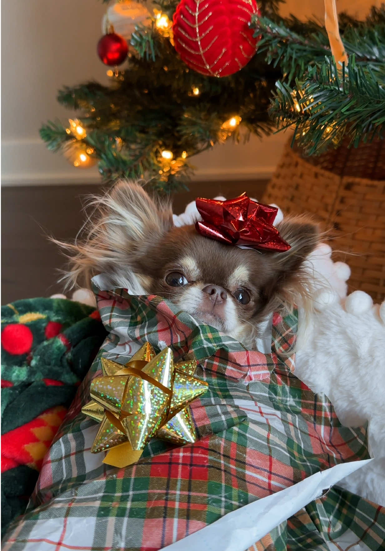 It’s officially holiday season, and I already have the perfect gift… pretty sure you agree 😚🎄🎁